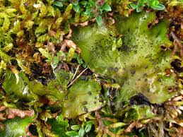 Attēlu rezultāti vaicājumam “Peltigera leucophlebia”