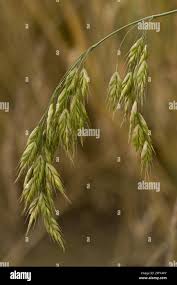 Attēlu rezultāti vaicājumam “Bromus secalinus”