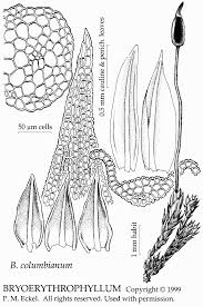 Attēlu rezultāti vaicājumam “Bryoerythrophyllum recurvirostrum sporophyte”