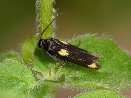 Attēlu rezultāti vaicājumam “Scythrididae”