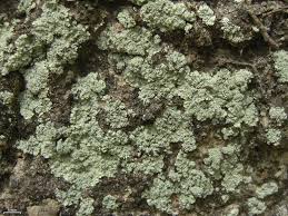 Attēlu rezultāti vaicājumam “Lepraria”