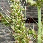 Attēlu rezultāti vaicājumam “Echinochloa crus-galli fruit”