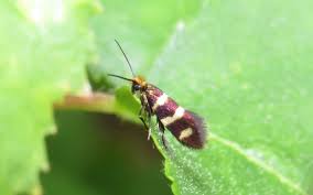 Attēlu rezultāti vaicājumam “Micropterix aureatella”