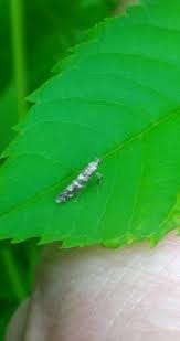 Attēlu rezultāti vaicājumam “Gracillaria syringella imago”