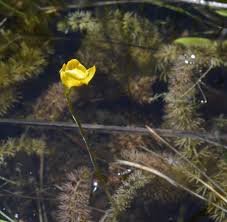 Attēlu rezultāti vaicājumam “Utricularia intermedia bud”
