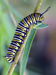 Attēlu rezultāti vaicājumam “Papilionidae”