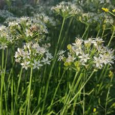 Image result for Schnittknoblauch