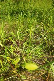 Attēlu rezultāti vaicājumam “Ophioglossum vulgatum”