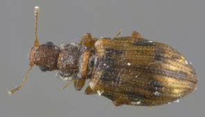 Attēlu rezultāti vaicājumam “Latridiidae”