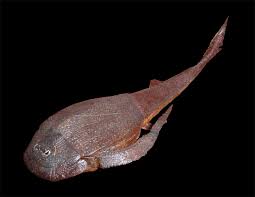 Attēlu rezultāti vaicājumam “Placodermi”