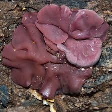 Attēlu rezultāti vaicājumam “Ascocoryne cylichnium”