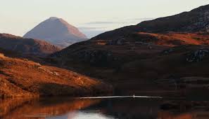 Attēlu rezultāti vaicājumam “Cygnus cygnus juvenile”