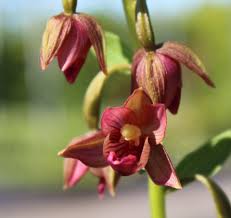 Attēlu rezultāti vaicājumam “Epipactis”
