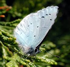 Attēlu rezultāti vaicājumam “Celastrina argiolus male”