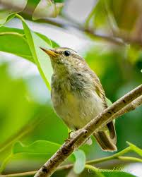 Image result for Phylloscopus borealis