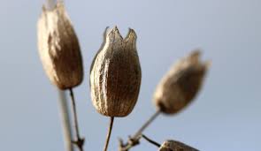 Attēlu rezultāti vaicājumam “Anemone nemorosa bud”