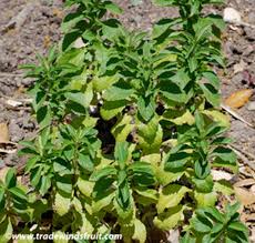 Image result for Stevia rebaudiana