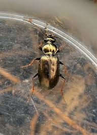 Attēlu rezultāti vaicājumam “Loricera pilicornis”