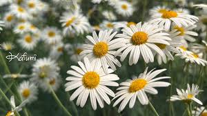 「ジート 花の魔法使いマリーベル」の画像検索結果