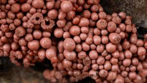 Attēlu rezultāti vaicājumam “Arcyria stipata young”