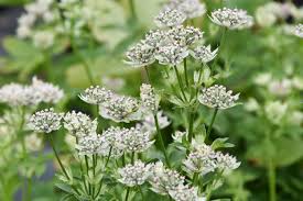 Attēlu rezultāti vaicājumam “Astrantia major flower”