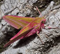 Attēlu rezultāti vaicājumam “Deilephila elpenor”