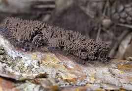 Attēlu rezultāti vaicājumam “Stemonitis fusca var. nigrescens”