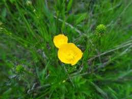 Attēlu rezultāti vaicājumam “Ranunculus mendax flower”