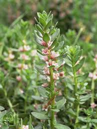 Attēlu rezultāti vaicājumam “Glaux maritima leaf”