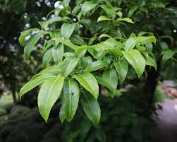 Attēlu rezultāti vaicājumam “Euonymus verrucosus leaf”
