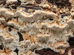 Attēlu rezultāti vaicājumam “Antrodia macra”