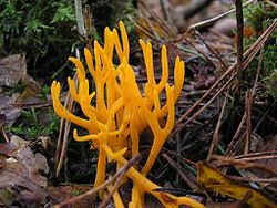 Attēlu rezultāti vaicājumam “Calocera viscosa”