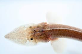 Image result for Scaphirhynchus platorynchus