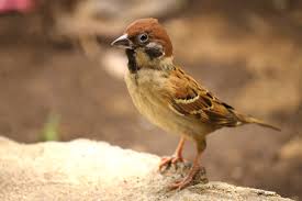 Image result for Passer montanus