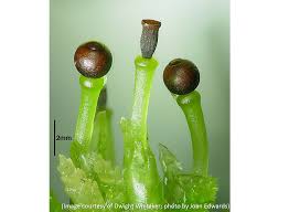 Attēlu rezultāti vaicājumam “Sphagnum angustifolium sporophyte”