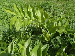 Attēlu rezultāti vaicājumam “Polygonatum multiflorum”