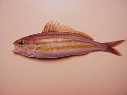 Image result for Haemulon aurolineatum