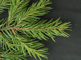 Attēlu rezultāti vaicājumam “Picea”