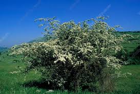 Attēlu rezultāti vaicājumam “Crataegus monogyna”