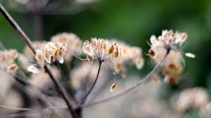 Attēlu rezultāti vaicājumam “Angelica palustris flower”