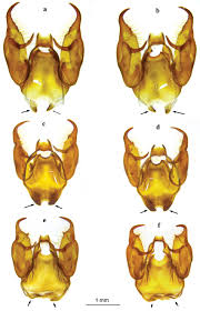 Attēlu rezultāti vaicājumam “Melitaea didyma male”