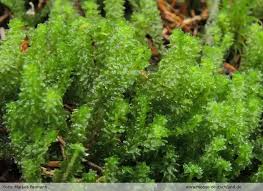 Attēlu rezultāti vaicājumam “Barbilophozia lycopodioides”