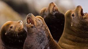 Image result for Zalophus californianus