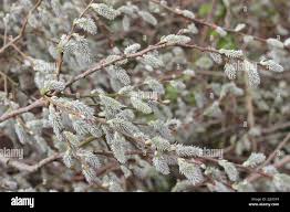 Attēlu rezultāti vaicājumam “Salix cinerea female flower”