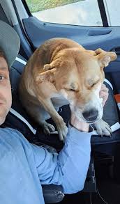 Attēlu rezultāti vaicājumam “Diphyus latebricola”