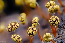 Attēlu rezultāti vaicājumam “Physarum viride stalked”