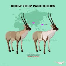 Image result for Antelope 1984 Jaguar