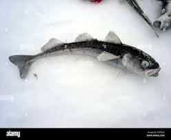 Image result for Boreogadus saida