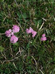 Attēlu rezultāti vaicājumam “Primula farinosa bud”