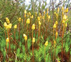 Attēlu rezultāti vaicājumam “Saelania glaucescens sporophyte”